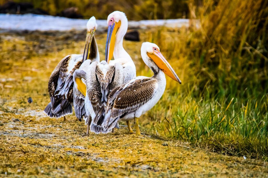 white pelicans at the azraq wetland reserve in jordan